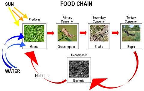 NCERT Solutions: Ecosystem Notes | Study Biology Class 12 - NEET