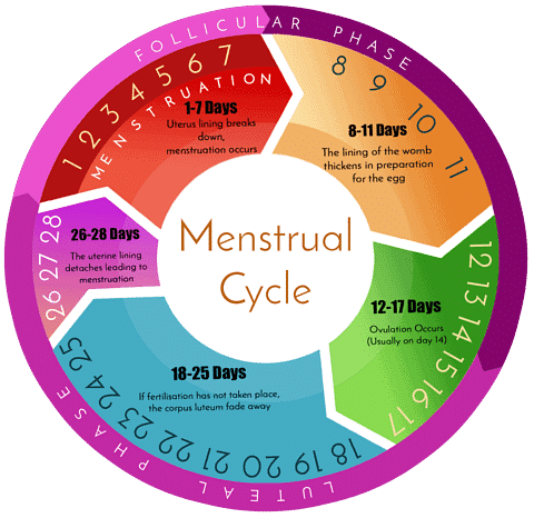 Menstrual Cycle: Introduction, Duration & Phases | Biology Class 12 - NEET