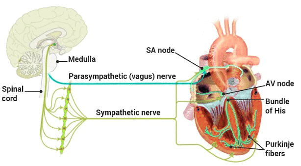 Important Diagrams: Body Fluids and Circulation - Biology Class 11 ...