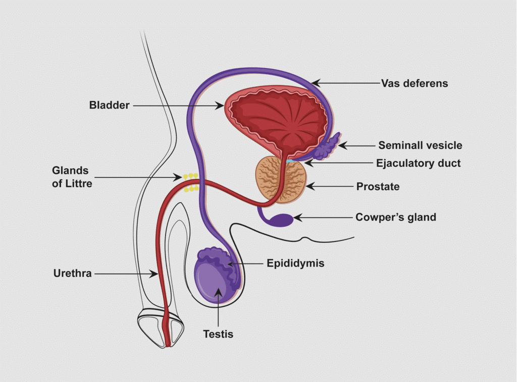 The Male Reproductive System Biology Class 12 Neet Pdf Download 3961