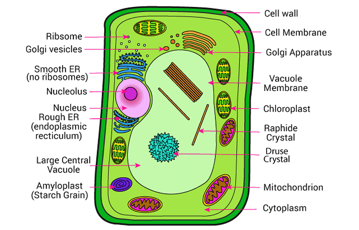 Plant Cell & Animal Cell - Notes | Study Additional Study Material for NEET  - NEET
