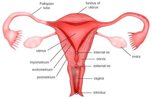 Fig: Female reproductive system