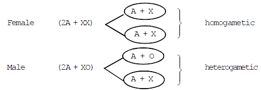 Sex Determination Biology Class 12 Neet 0006