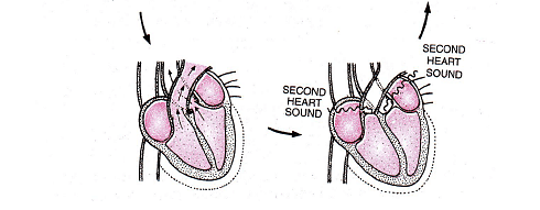 Cardiac Cycle & ECG - Notes | Study Biology Class 11 - NEET