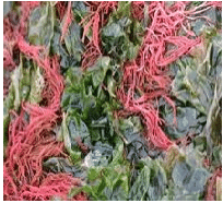 Fig. Red algae