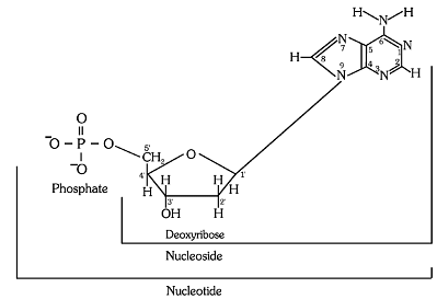 Nucleic Acids: Structure & Bonding - Notes | Study Biology Class 11 - NEET