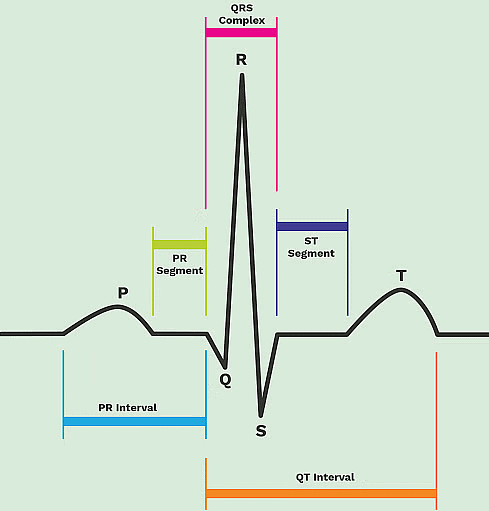 Cardiac Cycle and ECG - NEET PDF Download