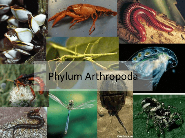 Phyla - Arthropoda & Mollusca - Notes | Study Biology Class 11 - NEET Phyla - Arthropoda & Mollusca - Notes | Study Biology Class 11 - NEET