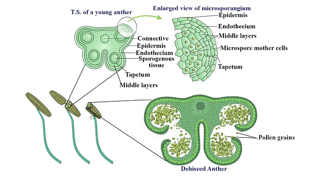 Important Diagrams: Sexual Reproduction in Flowering Plants - Biology ...