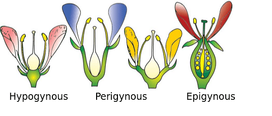 The Flower: Parts & Functions Notes | Study Biology Class 11 - NEET