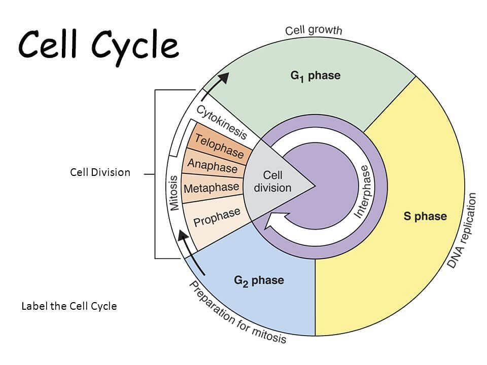 NCERT Solutions: Cell Cycle & Cell Division Notes | Study Biology Class 11 - NEET