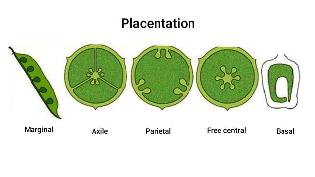 Important Diagrams: Morphology of Flowering Plants | Biology Class 11 ...