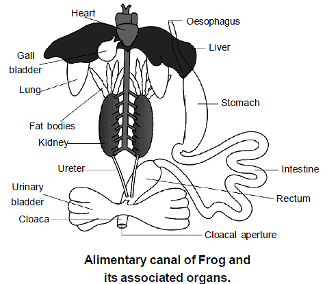 digestive system of a frog