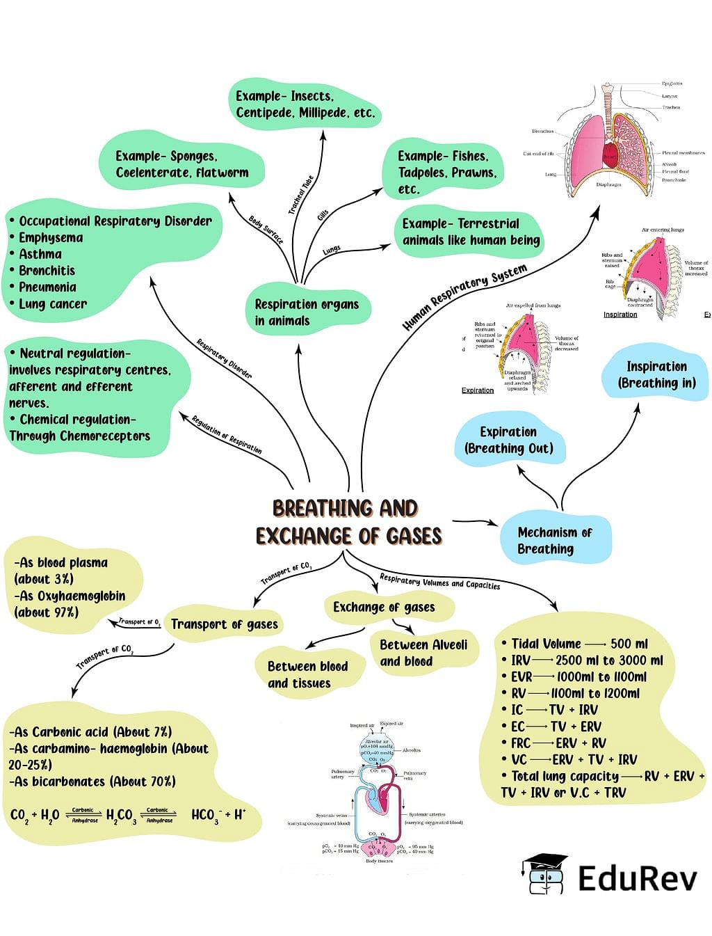 Mind Map: Breathing & Exchange of Gases Notes | Study Biology Class 11 - NEET