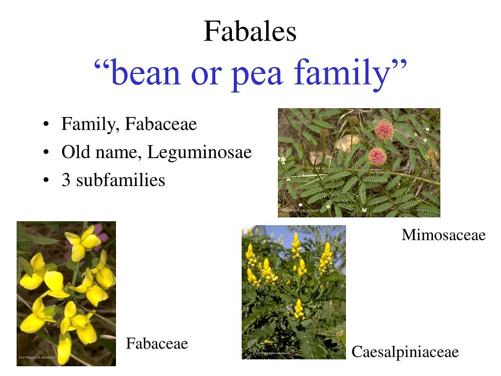 Family Description: Solanaceae, Fabaceae & Liliaceae | Capsule course of Botany for NEET
