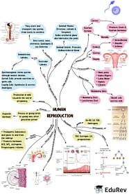 Mindmap Human Reproduction Biology Class 12 NEET PDF Download