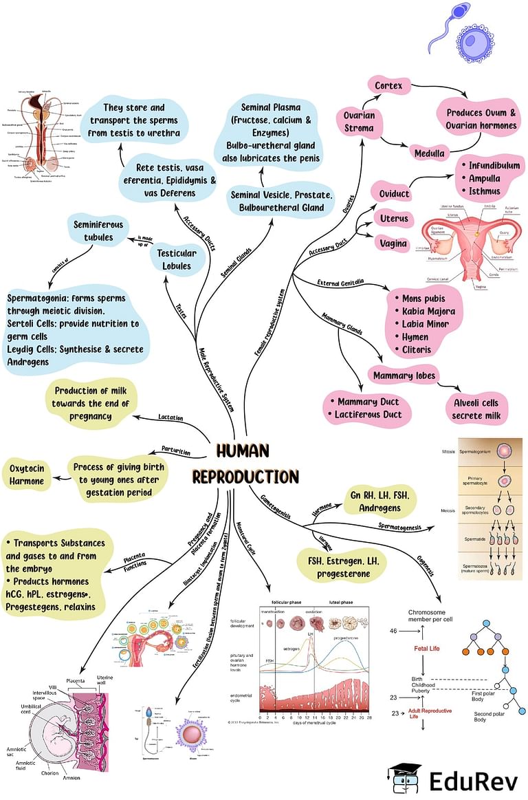 case study human reproduction class 12