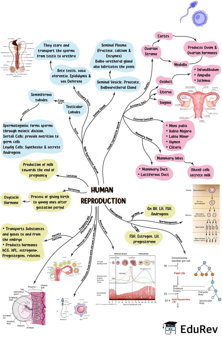 case study human reproduction class 12