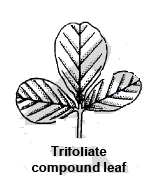 Modification of Root, Stem and Leaf - Morphology of Plants, Class 11 ...