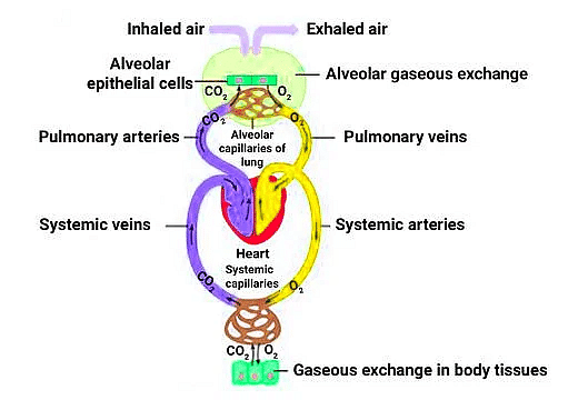 Important Diagrams: Breathing and Exchange of gases - Biology Class 11 ...