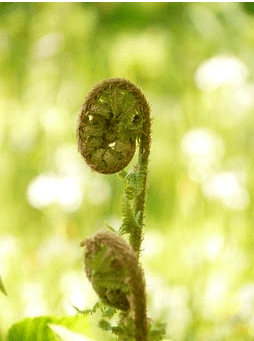 Fig. Dryopteris