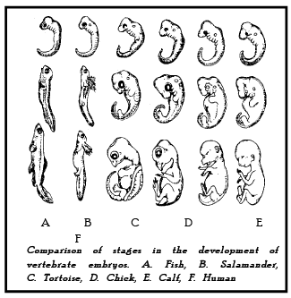 Evidences of Organic Evolution (Part - 3) - Notes, Botany, Class 12 PDF ...