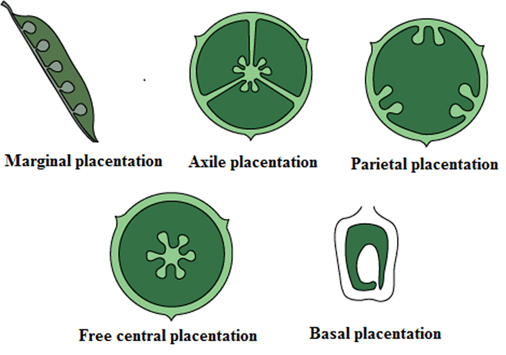 placentation-marginal-axile-parietal-free-central-basal-biology