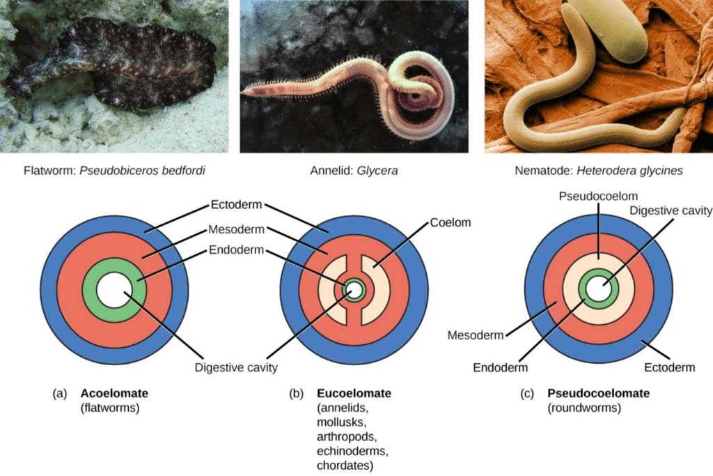 coelom-segmentation-and-notochord-biology-class-11-neet-pdf-download