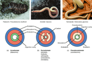 Coelom Segmentation And Notochord Biology Class 11 NEET PDF Download