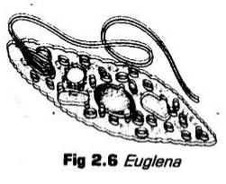Detailed NCERT Notes: Biological Classification Notes | Study Biology Class 11 - NEET