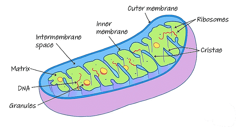 Cell: The Unit of Life Chapter Notes - Biology Class 11 - NEET PDF Download