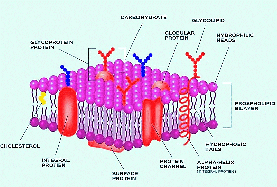 Important Diagrams: Cell - The Unit of Life - Biology Class 11 - NEET ...