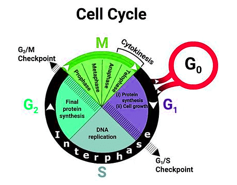 Important Diagrams: Cell Cycle and Cell Division - Biology Class 11 ...