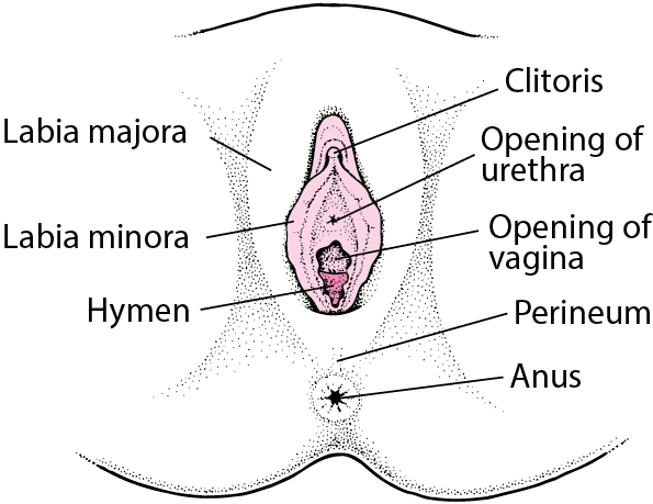 The Female Reproductive System Notes | Study Biology Class 12 - NEET