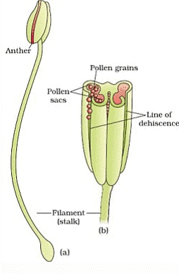 NCERT Notes: Sexual Reproduction in Flowering Plants Notes | Study Biology Class 12 - NEET
