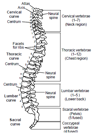 Skeletal System - Biology for Grade 11 PDF Download