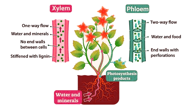 Important Diagrams: Transport in Plants (Old NCERT) - Crash Course for ...