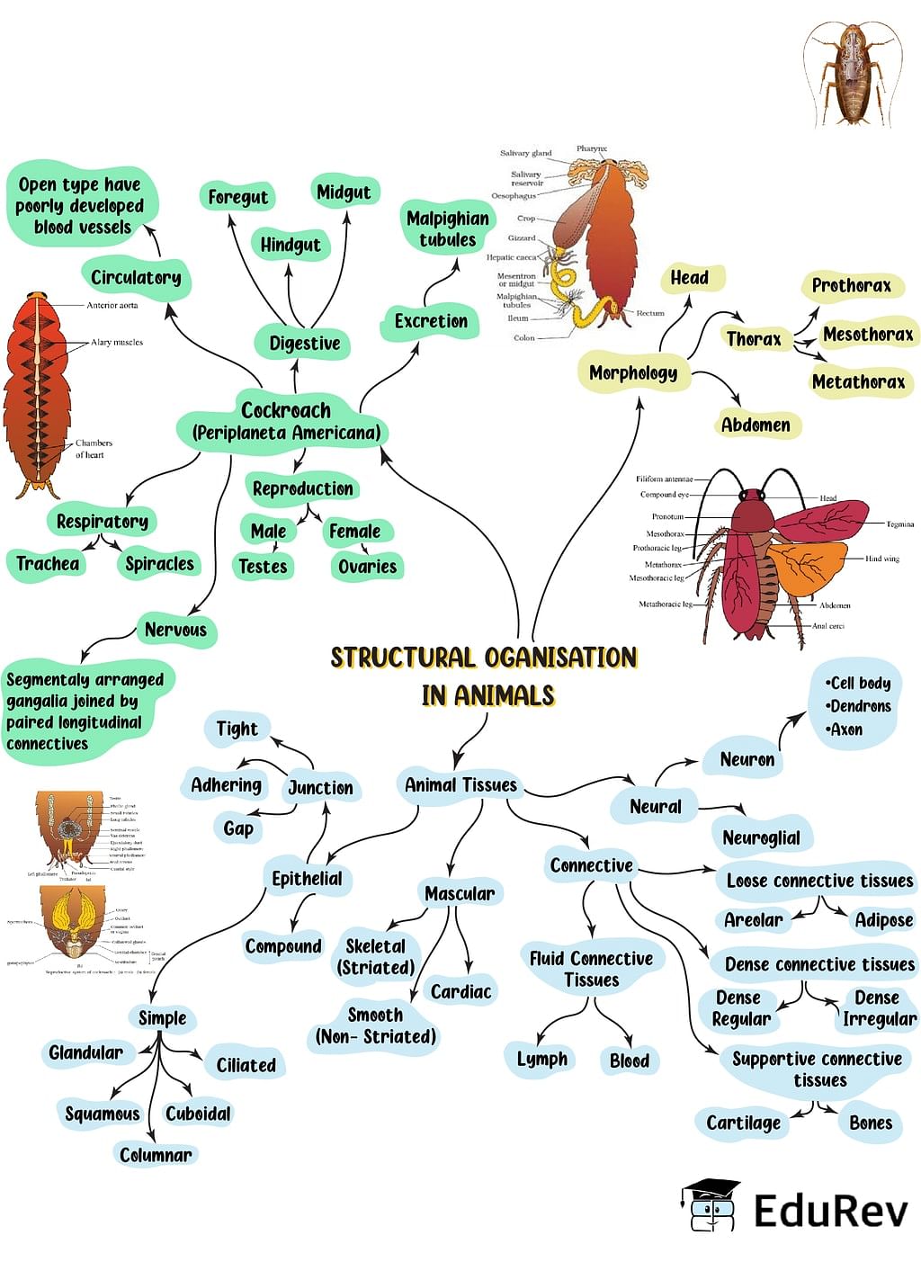 Mind Map: Structural Organisation in Animals - Notes | Study Biology Class  11 - NEET