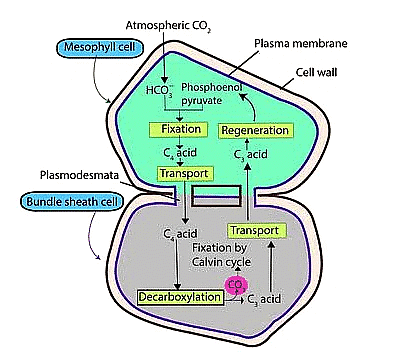 Important Diagrams: Photosynthesis in Higher Plants - Biology Class 11 ...