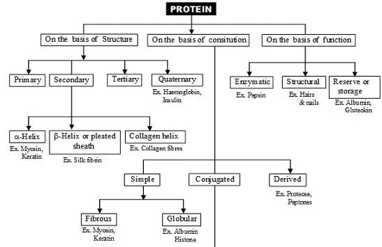 Protein and Enzymes | Biology Class 11 - NEET