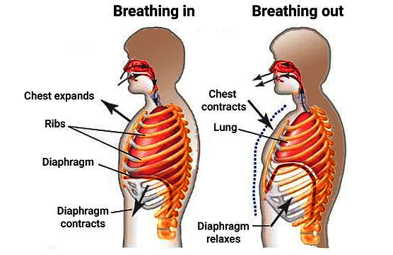 Important Diagrams: Breathing and Exchange of gases - Biology Class 11 ...