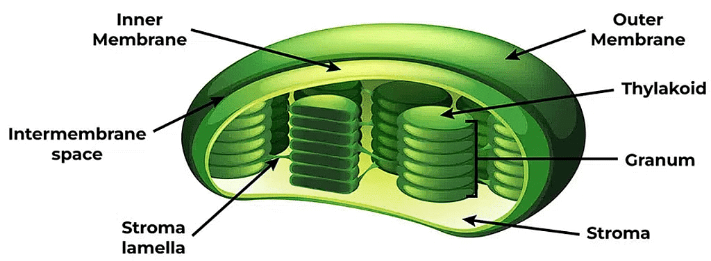 Cell: The Unit of Life Chapter Notes - Biology Class 11 - NEET PDF Download