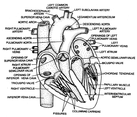 Human Circulatory System - Biology Class 11 - NEET PDF Download