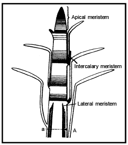 Plant Anatomy - Anatomy of Flowering Plants, Biology, Class 11 PDF Download