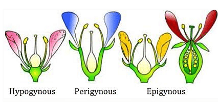 NCERT Notes: Morphology of Flowering Plants | NCERTs at Fingertips: Textbooks, Tests & Solutions - NEET