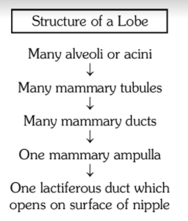The Female Reproductive System Notes | Study Biology Class 12 - NEET