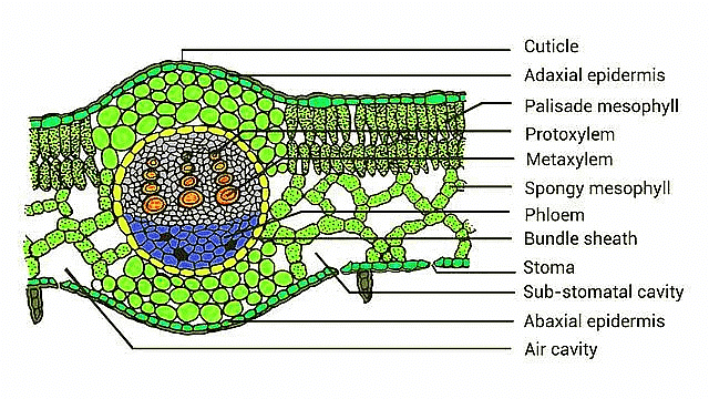 Important Diagrams: Anatomy of Flowering Plants - Biology Class 11 ...