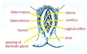 Fig. external genitalia with other parts in female reproductive system