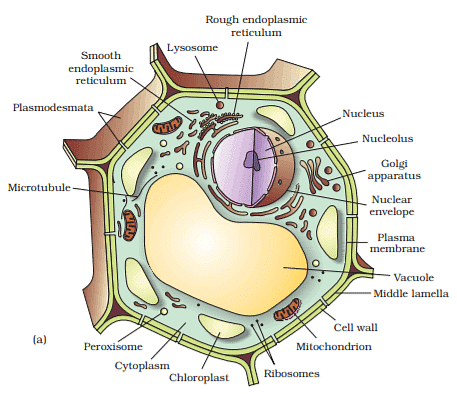 Overview: Eukaryotic Cells Notes | Study Biology Class 11 - NEET