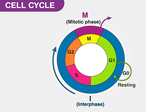 Cell Cycle: Phases of Cell Cycle Notes | Study Biology Class 11 - NEET